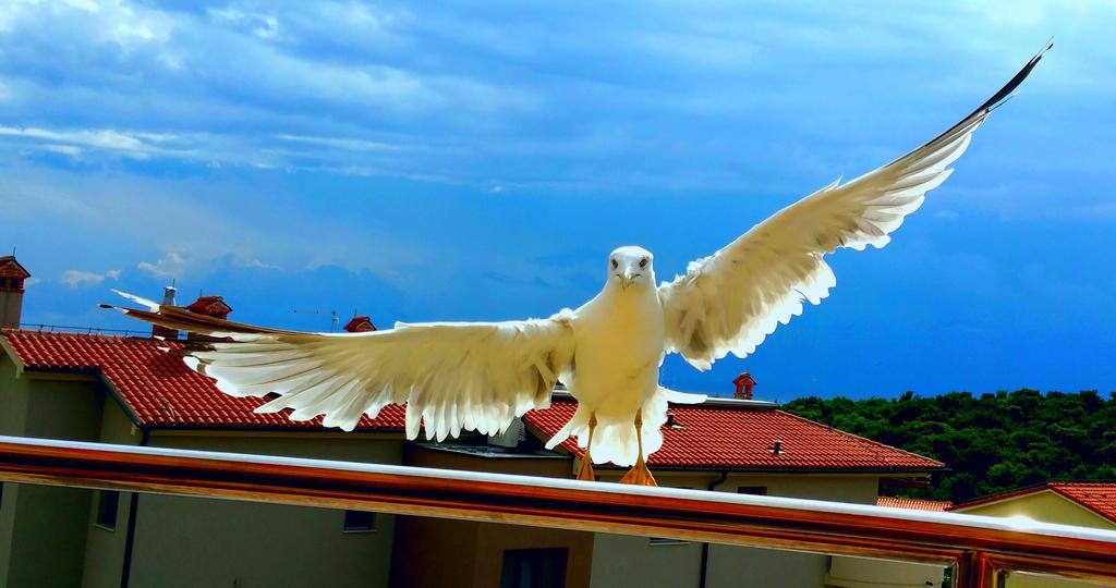 Apartmán Irena *